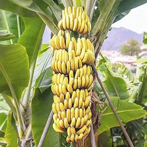 Rare Banana Tree - for planting in home garden